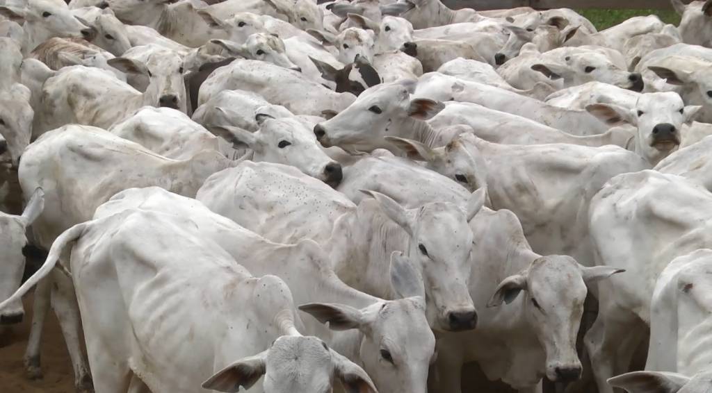 Preço do boi vaca e novilha gordos segue estável em São Paulo SBA1